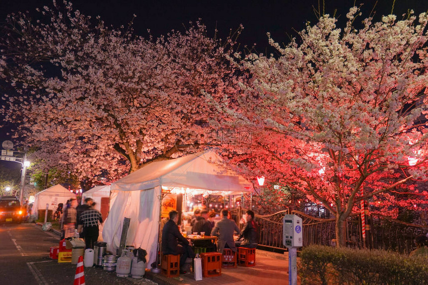 夜晚的樱花树图片