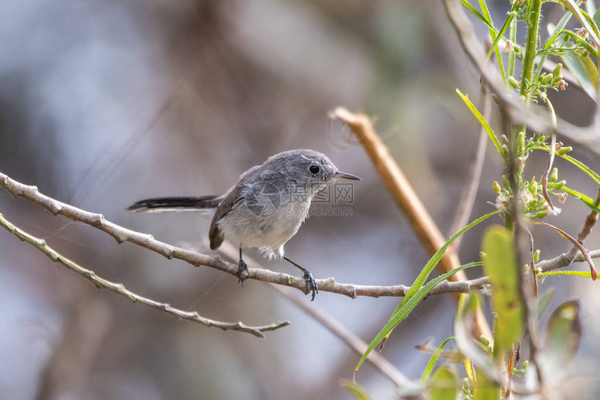 小蓝灰色抓捕鸟爬在薄枝上准备移到右图片