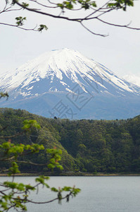 从五湖区看到的富士山被白雪覆盖的锥体图片