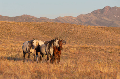犹他州沙漠春天的野马图片