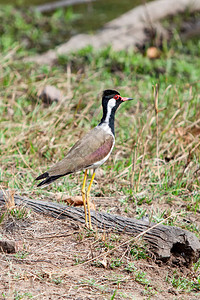印度Bandhavgarh公园的红瓶式翼Vanellus指数或大图片
