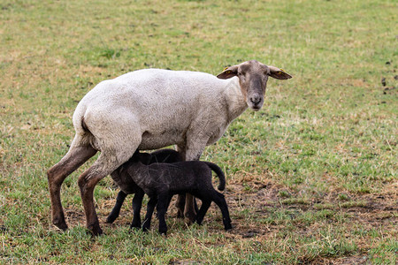 爱尔兰有两只羊羔的羊妈图片
