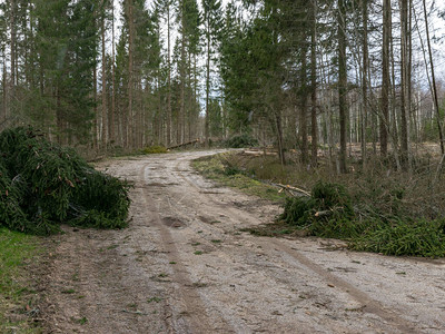 暴风雨过后树木倒塌的乡村图片