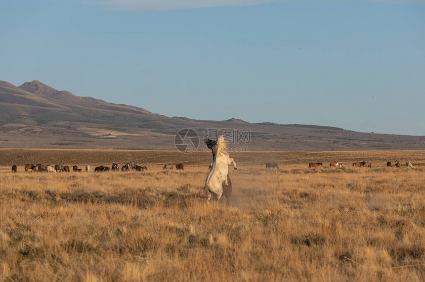 春天犹他沙漠的野马种在犹图片