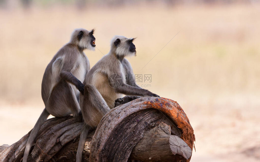 印度班德哈夫加尔公园的灰叶猴也被称为哈努曼叶猴Bandhavgarh位于中央邦印度叶猴是瘦图片