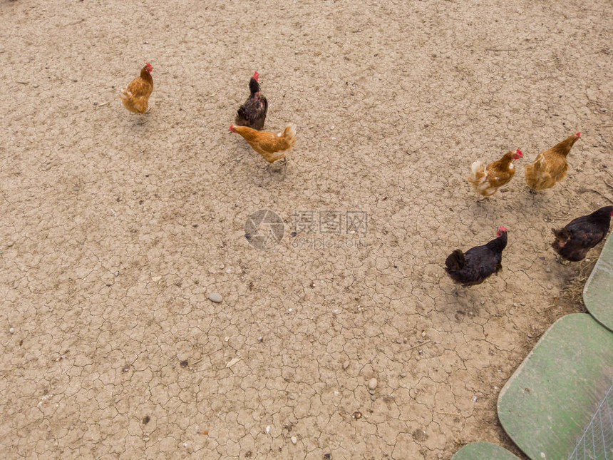 鸡群在笼子里的俯视图地下棕土图片
