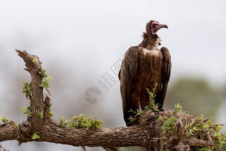 非洲荒野中的秃鹰图片