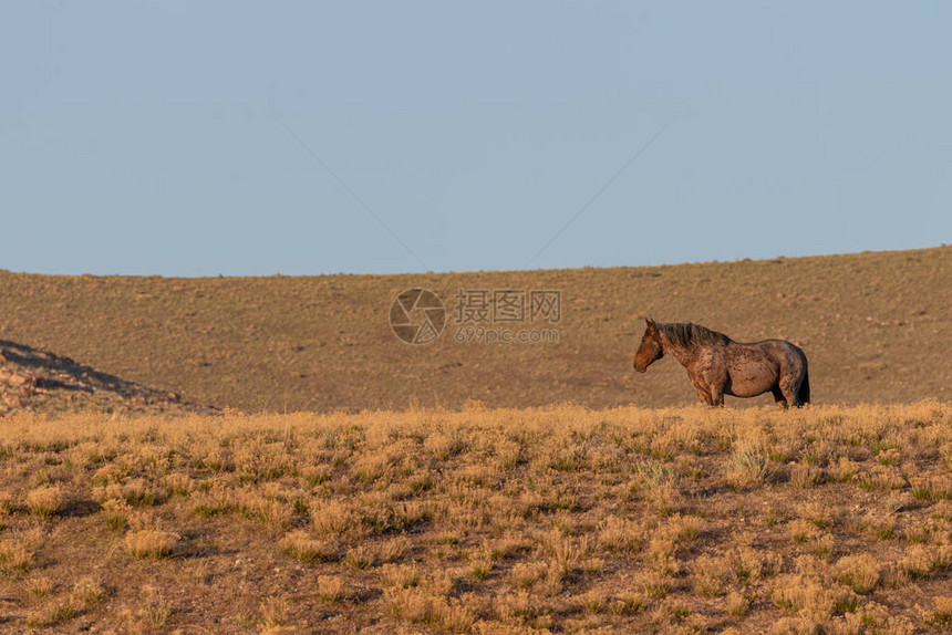 犹他沙漠中的一匹野马在犹图片