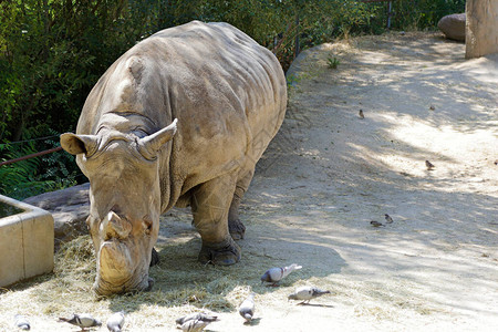 圈养白犀牛也称为方唇犀牛Ceratotheriumsimum图片