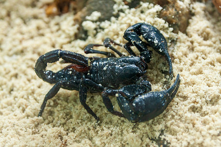 沙子上的黑蝎子图片