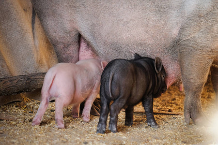 猪在农场喂小猪图片