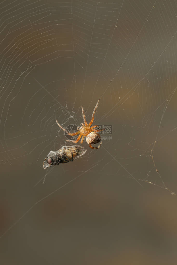 网中蜘蛛和被困苍图片