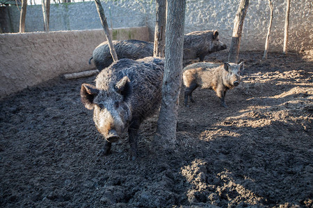 在土著动物品种的农村场传统黑猪品种图片