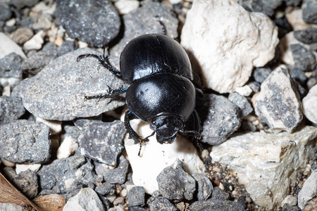 黑甲虫在岩石中行走寻找食物图片