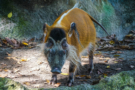 野生红河野猪的形象背景图片