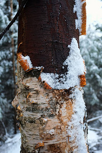 Birch树干图片