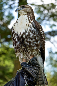 一只红尾鹰的侧面肖像图片