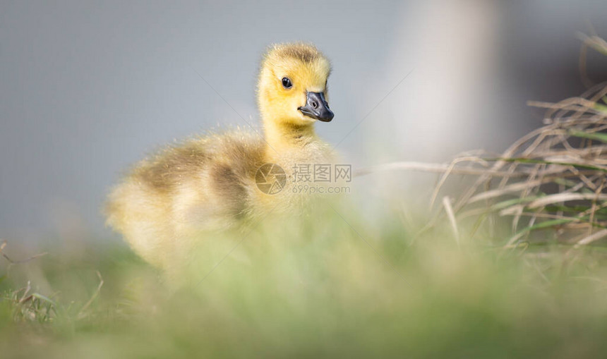 在野外的加拿大鹅幼图片