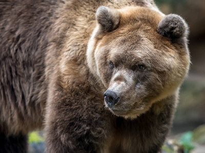 动物园里野生棕熊的特写镜头图片