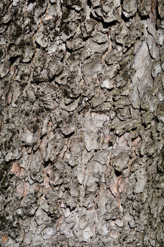 常见的七叶树皮细节拉丁名称Aesculushippoca图片