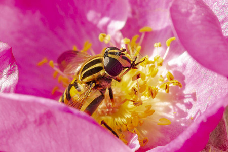 苍蝇飞翔昆虫授粉并喂花蜜在粉图片