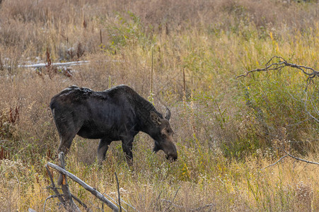 怀俄明州秋天的奶牛shiras驼鹿图片