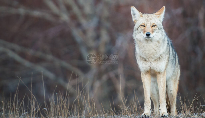 加拿大荒野中的土狼图片