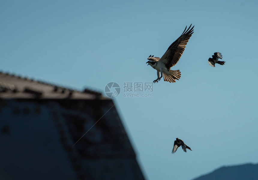 鱼鹰降落在它的巢穴中图片