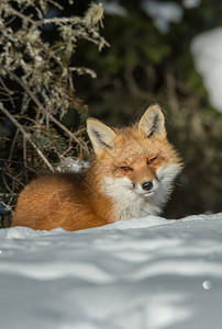野外的红狐狸高清图片