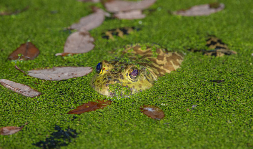 野外的牛蛙图片