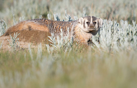 加拿大草原的獾图片