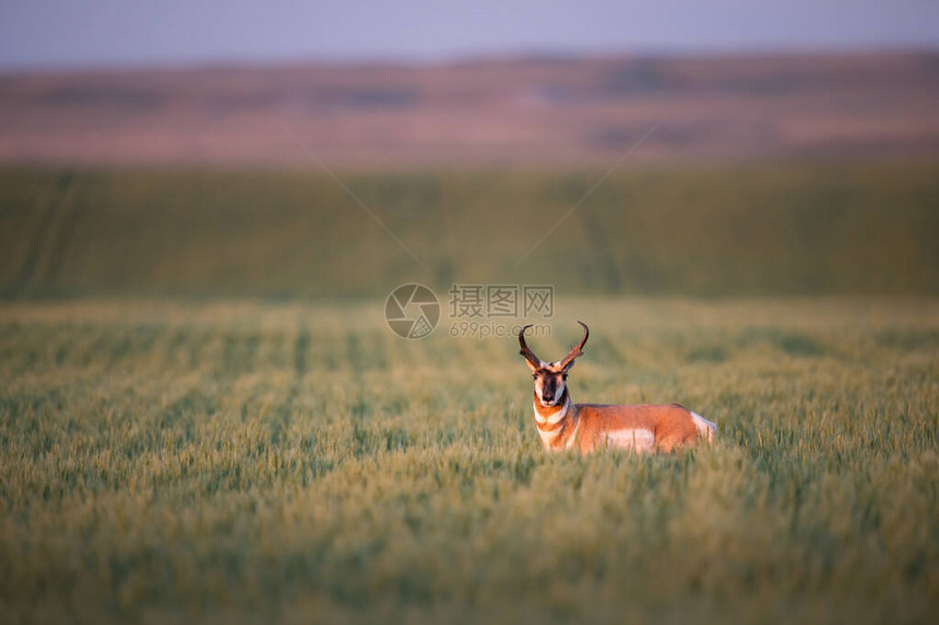 加拿大荒野中的叉角羚图片