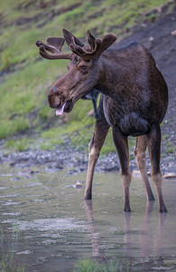 公牛驼鹿从水坑里喝水图片