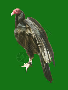 猛禽秃鹰头红色野生鸟图片