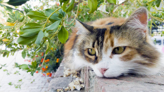 长的毛皮卡利科猫的肖像图片