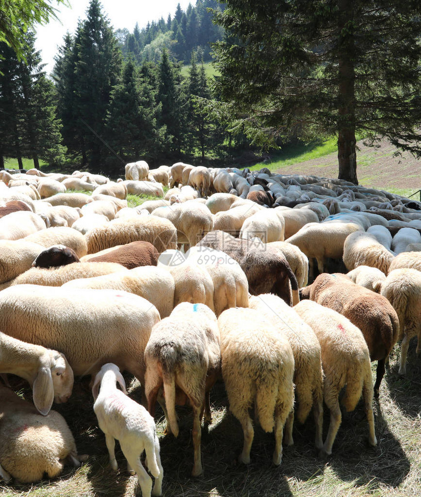 夏天一群白羊在高山草甸上吃草图片