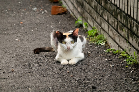 小流浪小乌龟猫在街上小图片