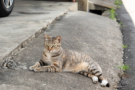 流浪小猫躺在地上在图片