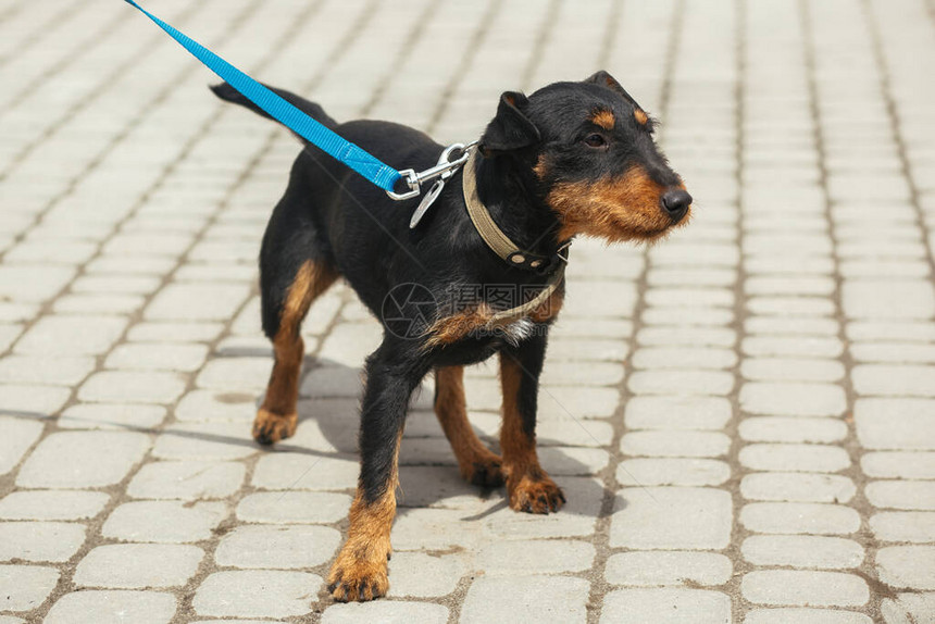 德国猎犬在阳光明媚的街道上用皮带牵引图片