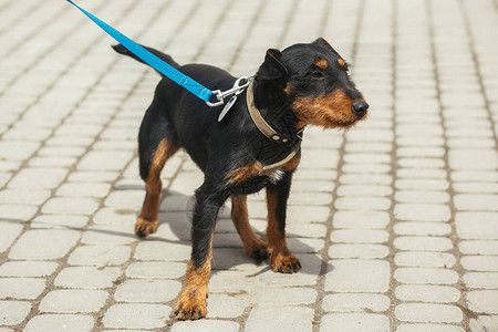 德国猎犬在阳光明媚的街道上用皮带牵引图片