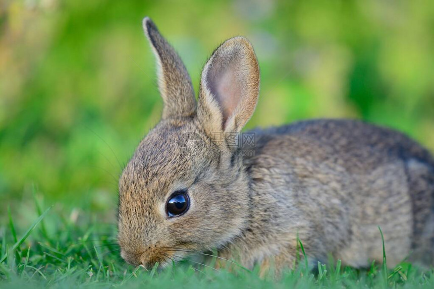 在一个草原上放牧的幼兔图片