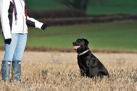 坐在狗训练师面前的田地里一个服从命令的黑人拉布背景