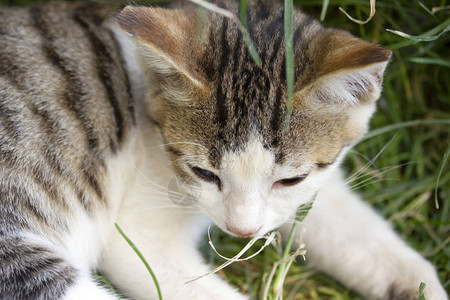 草地上的可爱猫图片