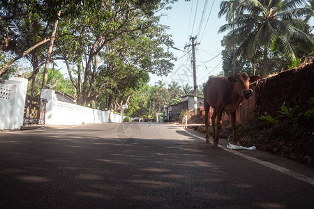牛在树间的路上行走图片