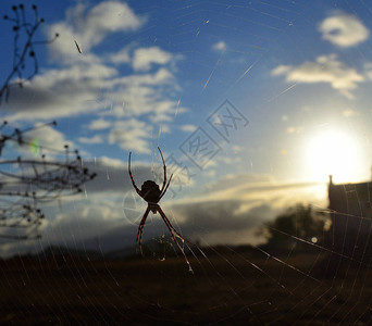 在蜘蛛网上的闪光蜘蛛蓝天空图片