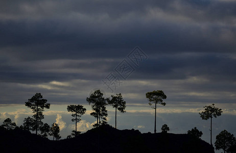 加那利群岛皮兰康松自然公园松树和多图片