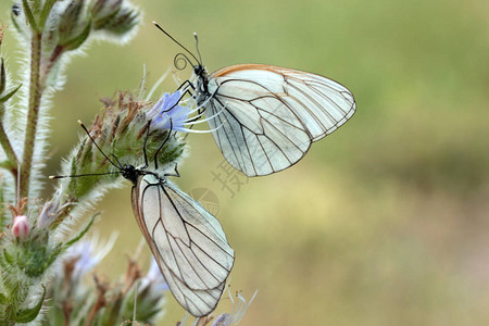 野花上的蝴蝶蝰蛇牛舌草图片
