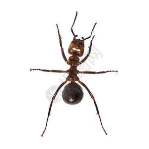 欧洲红木材蚂蚁Formica聚氯乙图片