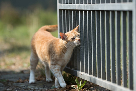 在户外标记金属栅栏的虎斑红姜猫图片