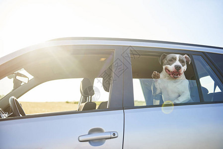 快乐的狗乘车旅行欣赏美景图片